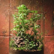 小さな鉢植え - クチナシの盆栽ギフト - ショップ rustic-charm