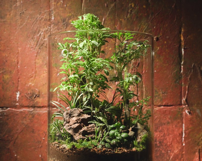 【生態缸－福氣滿庭】微景觀 室內植栽 禮物 辦公室擺設 - 盆栽/植栽 - 玻璃 綠色