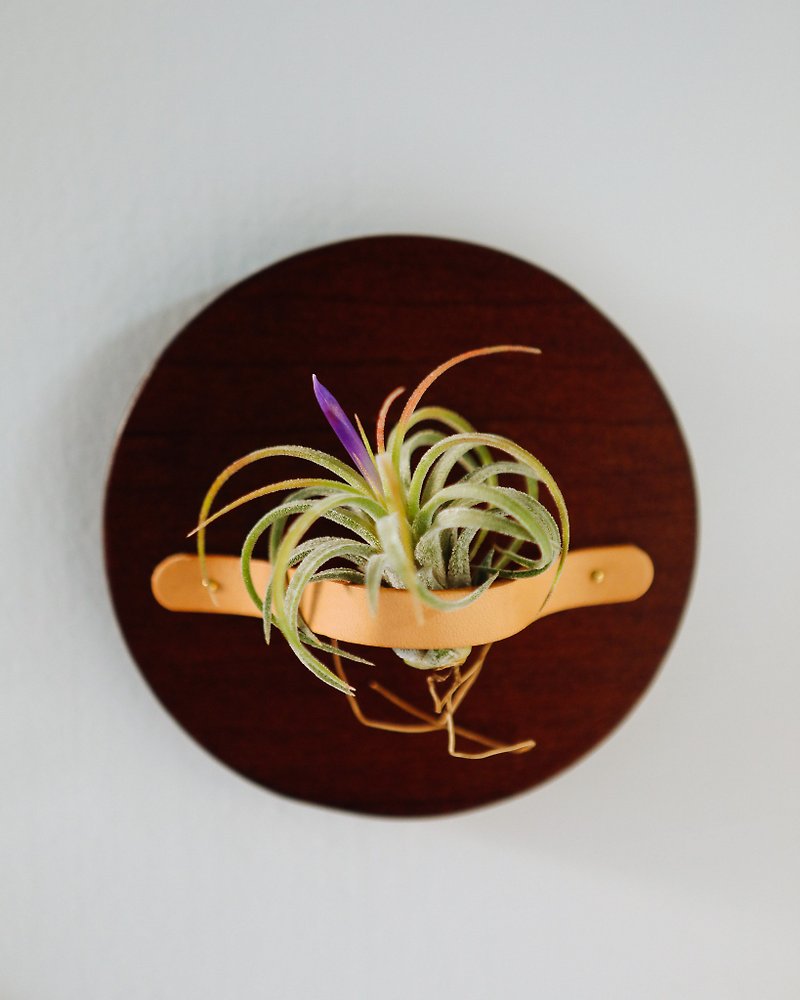 AIR PLANT HOLDER PLATE- 磁吸植物盆器盤- 胡桃色 - 花瓶/陶器 - 木頭 咖啡色