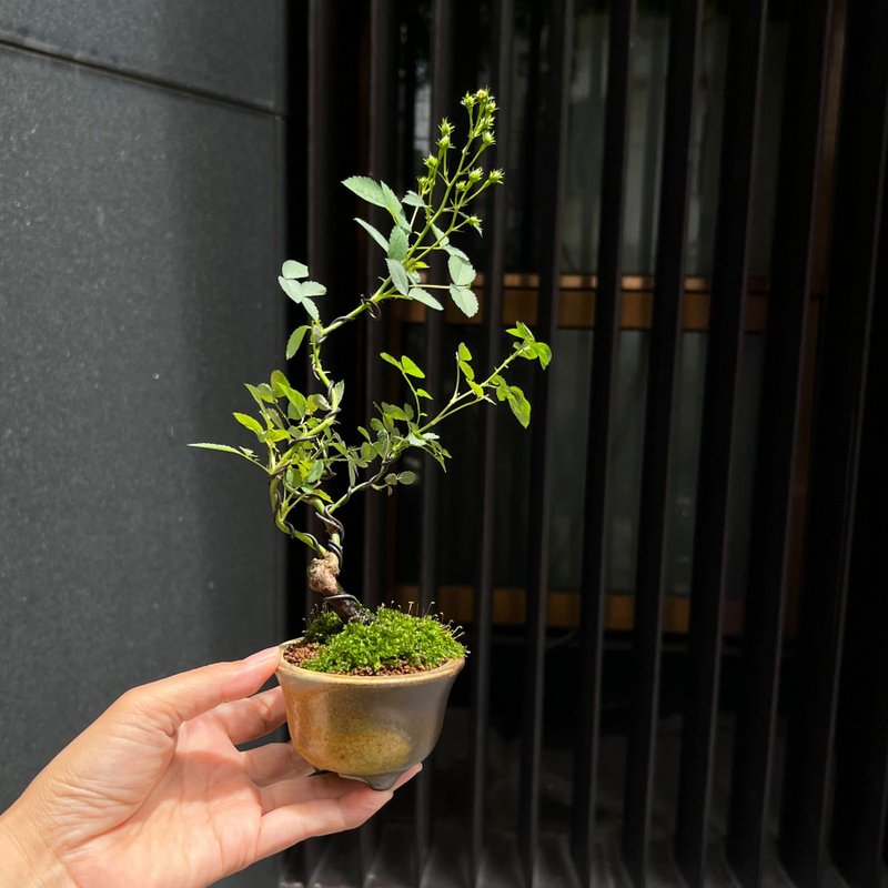 天使姬薔薇∣香氛苔盆景 茶道情境 - 盆栽/植栽 - 陶 