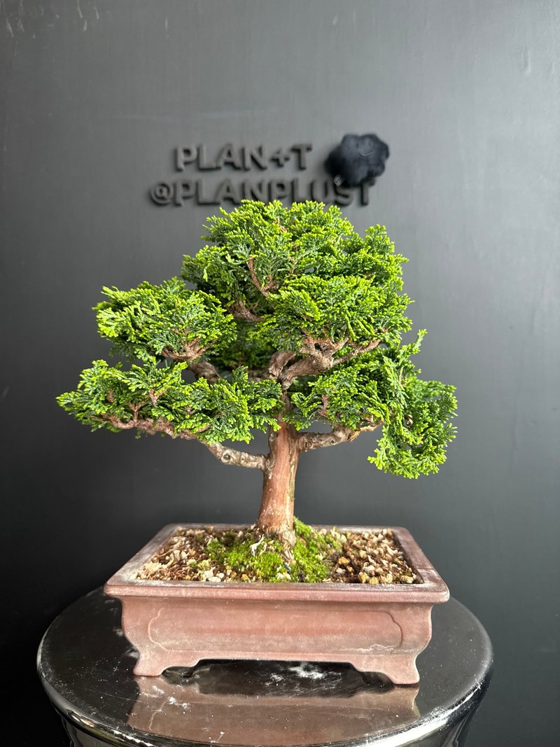 日本津山檜Chamaecyparis Obtusa - 植栽/盆栽 - 植物．花 綠色