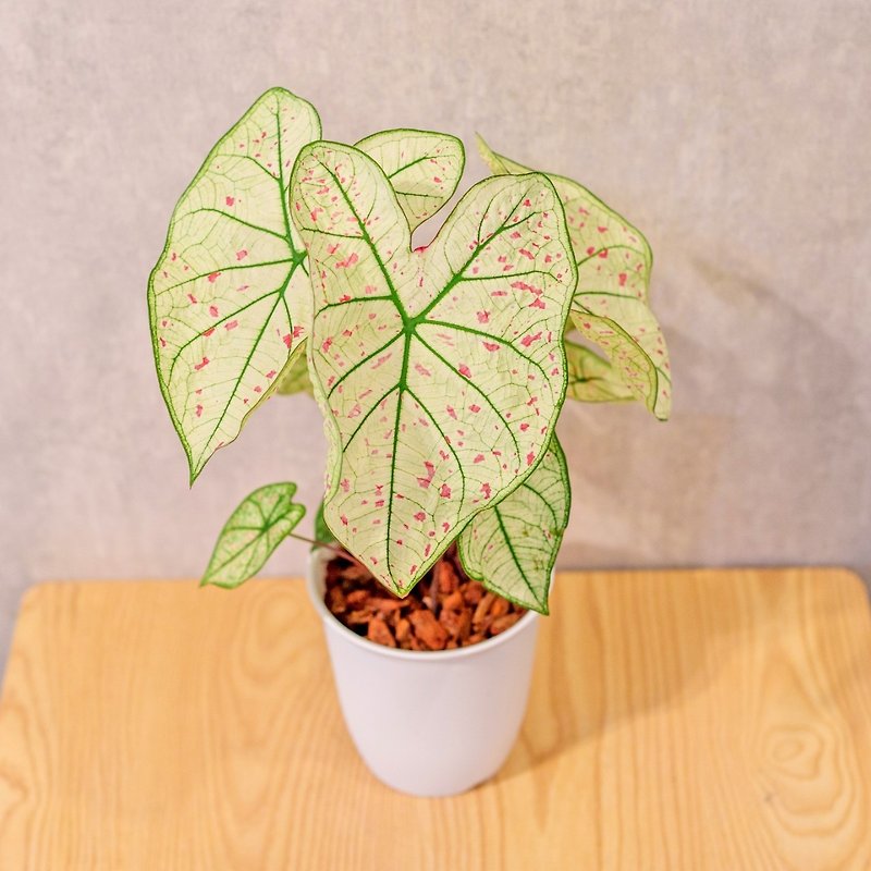Strawberry Star Colorful Taro Japanese-style Plastic Pot Indoor Plants Foliage Plant Gifts Office Souvenirs - Plants - Plants & Flowers 