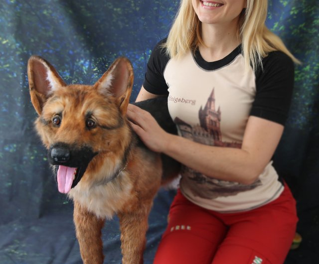 等身大 ジャーマンシェパード ぬいぐるみ リアル 昭和 アンティーク 飾り ジャーマンシェパードのリアルなぬいぐるみ。オーク人形。アート