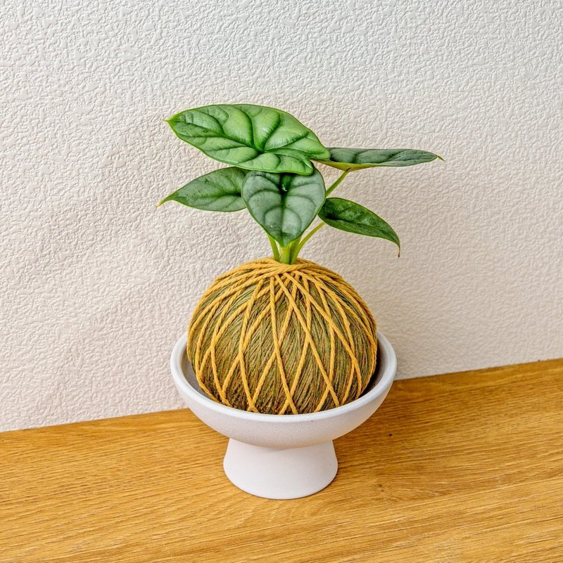 苔球植物 銀龍觀音蓮咖啡綠苔球加磨砂高腳缽 苔球 苔玉 禮物 - 盆栽/植栽 - 植物．花 綠色