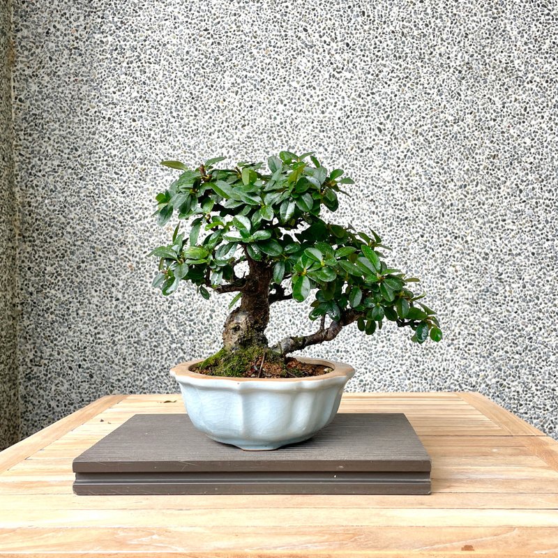 Small bonsai-yellow fruit number one red bonsai - ตกแต่งต้นไม้ - พืช/ดอกไม้ 