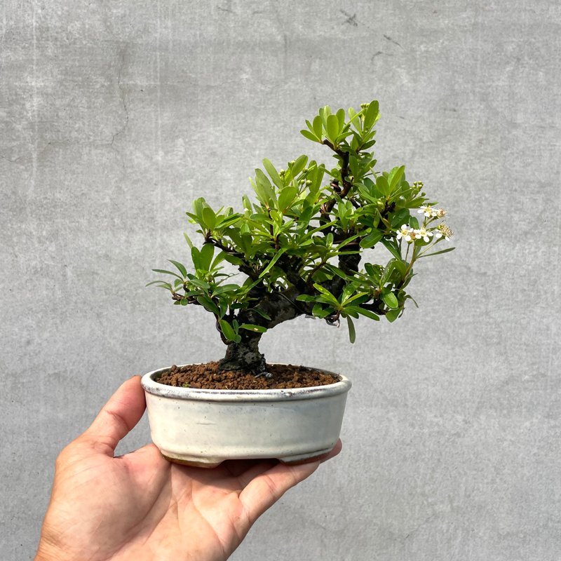 小品盆栽-紅果狀元紅 盆景 - 盆栽/植栽 - 植物．花 