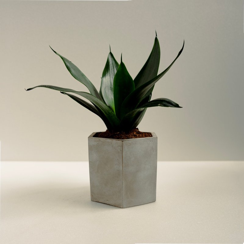 Jade tiger tail orchid│Mud series│Fu planted - Plants - Cement Green