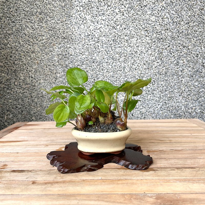 Small bonsai - Chuyi variegated leaf oil-spotted lily bonsai for gift giving - ตกแต่งต้นไม้ - พืช/ดอกไม้ 