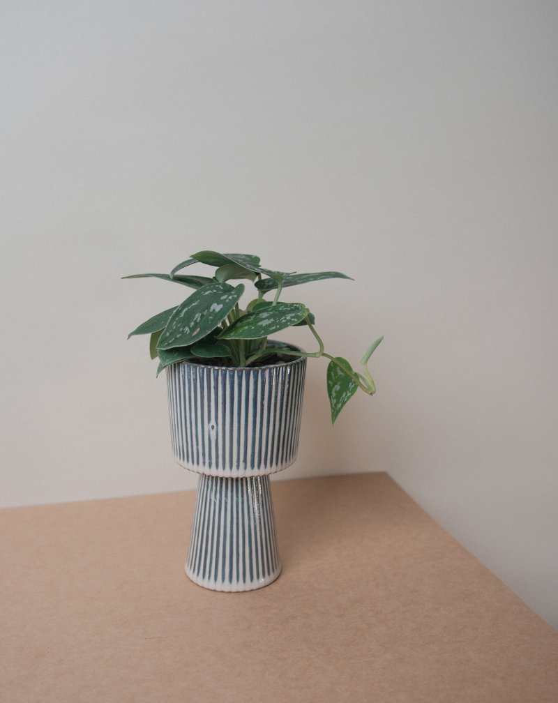 星點藤 - 盆栽/植栽 - 植物．花 