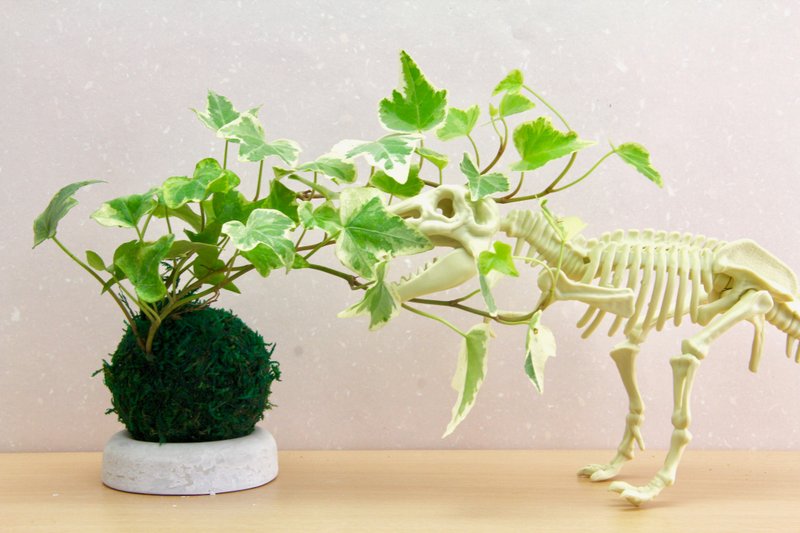 森林系 苔球-中 當季蕨類 山蘇 觀葉 - 盆栽/植栽 - 植物．花 卡其色