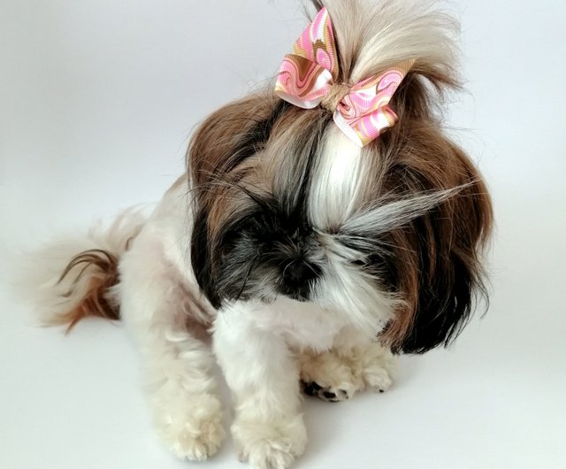 Shih tzu 2024 hair bows