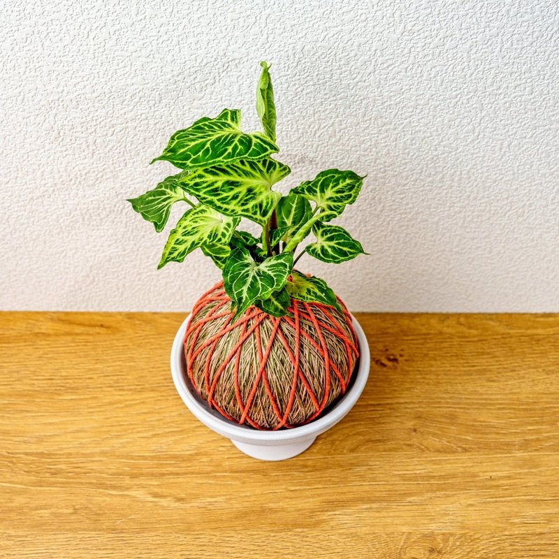 苔球植物 蠟染合果芋橘綠苔球加磨砂高腳缽 苔球 苔玉 禮物 送禮 - 盆栽/植栽 - 植物．花 綠色