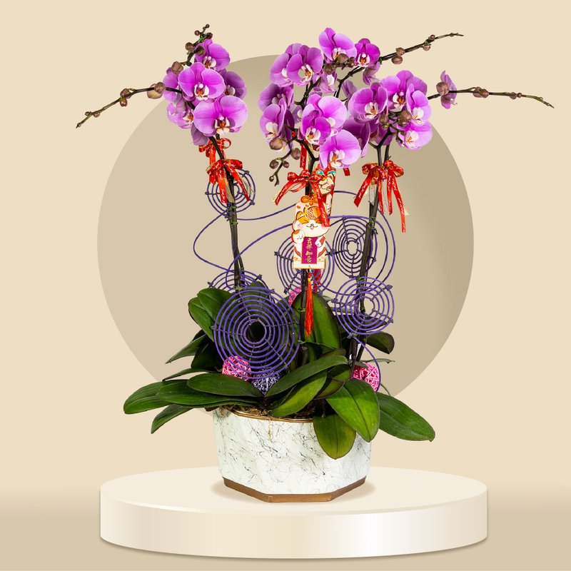 大花蝴蝶蘭安娜6棵 (GF00059) 蘭花 新春蘭花 年花 自家蘭花園種 - 盆栽/植栽 - 植物．花 
