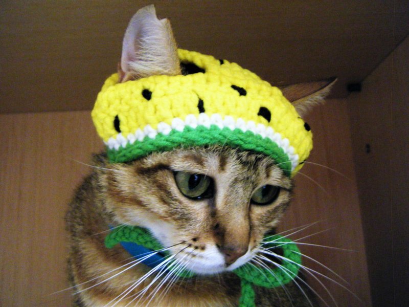 Wool knitted cat and dog hats fruit pet hats watermelon - Clothing & Accessories - Other Materials Yellow