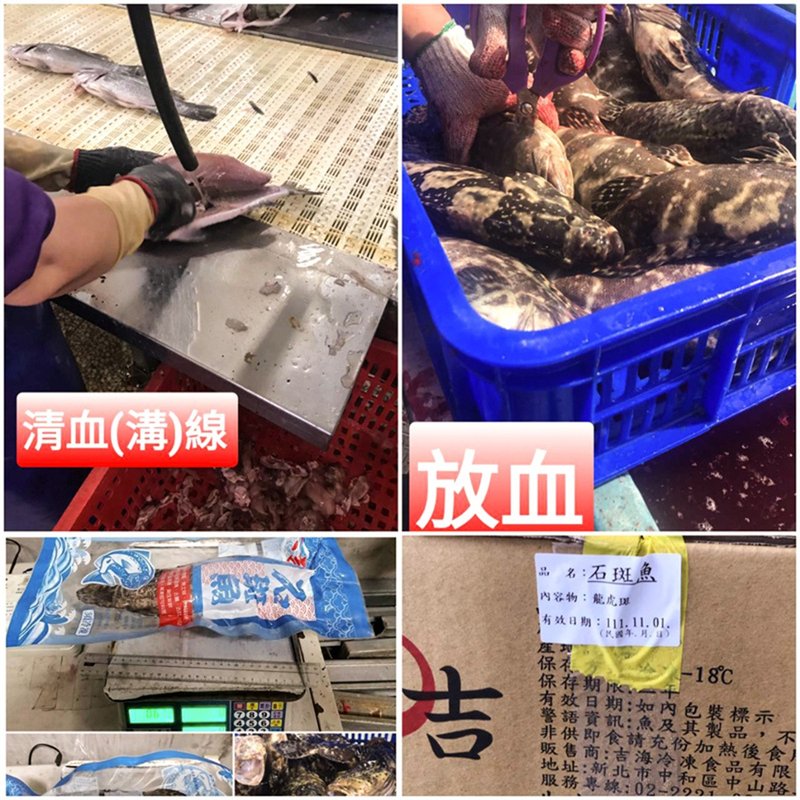 【合喬饗鮮】龍虎石斑魚 規格 500g~600g/盒~去鳞去鰓去血 - 其他 - 新鮮食材 