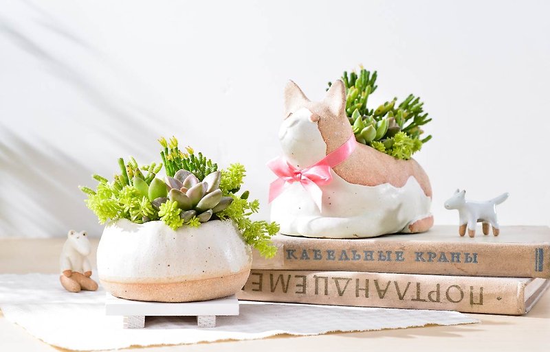 Cat and dumplings | fleshy potted gifts - Plants - Plants & Flowers Green