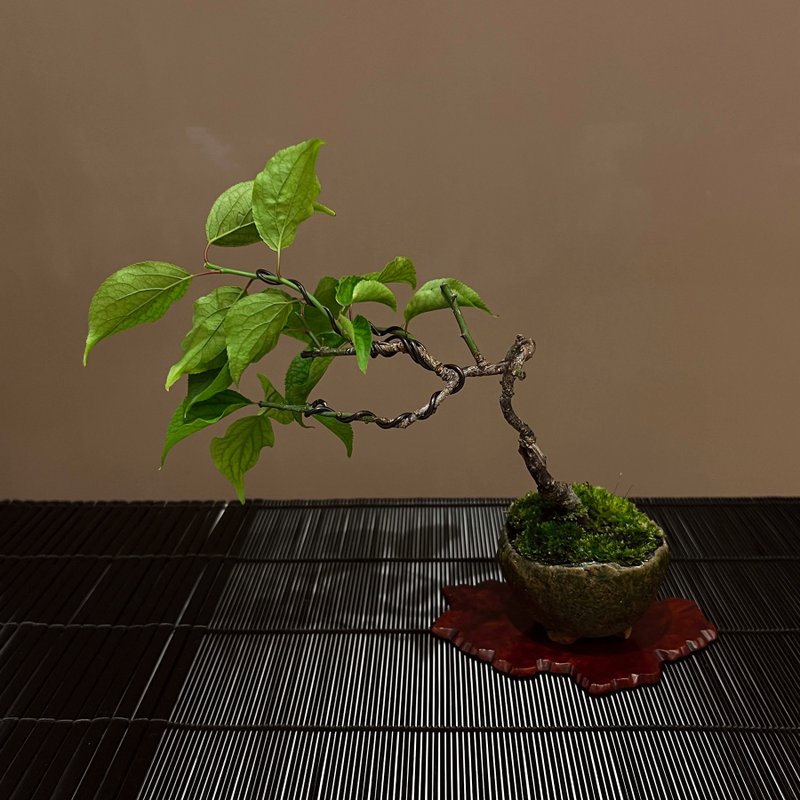 珍稀楠玉梅∣信樂燒竹鳳鉢 迷你梅花盆栽 - 植栽/盆栽 - 陶 