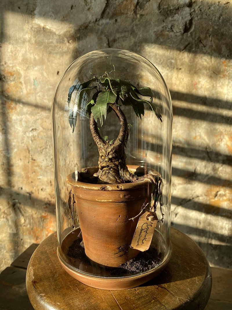 Mandrake plant miniature in a Glass Cloche - งานเซรามิก/แก้ว - เครื่องลายคราม สีเขียว