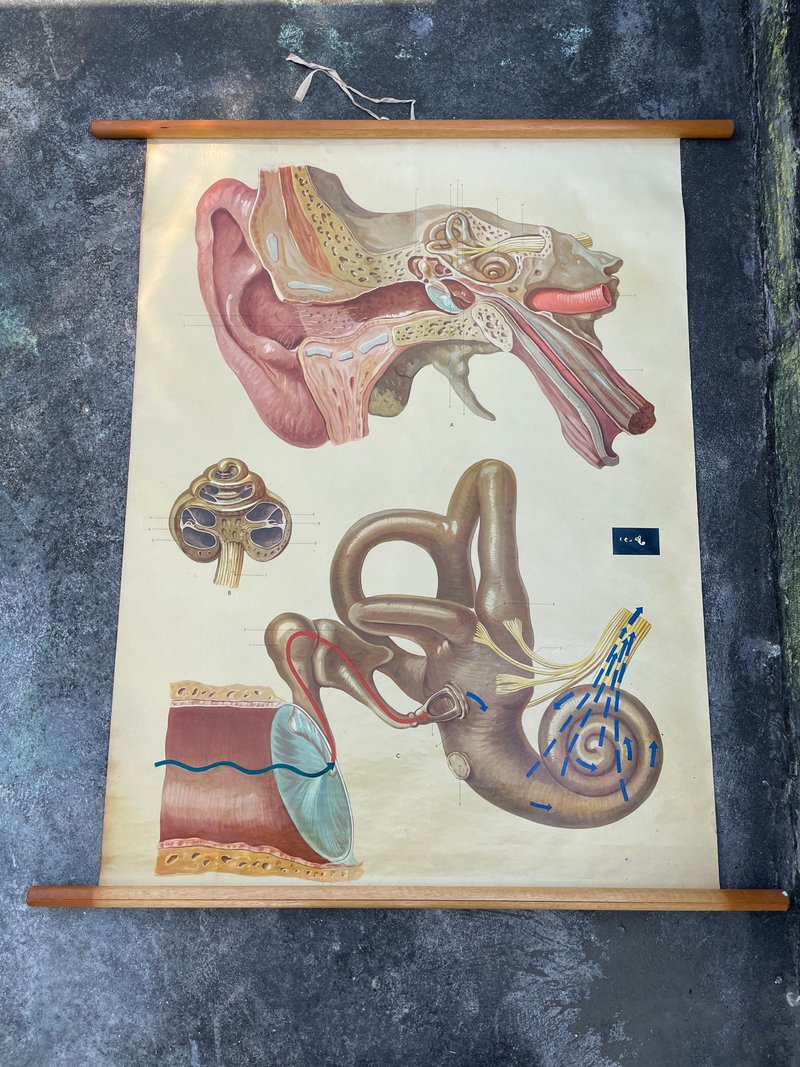 古董Vintage人體解剖掛畫 圖書館 醫院 學校 擺飾 澳洲 - 擺飾/家飾品 - 其他金屬 金色
