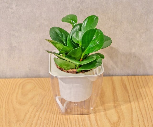植物 丸葉コショウ 無水四角鉢植え 観葉植物 ギフト 鉢植え