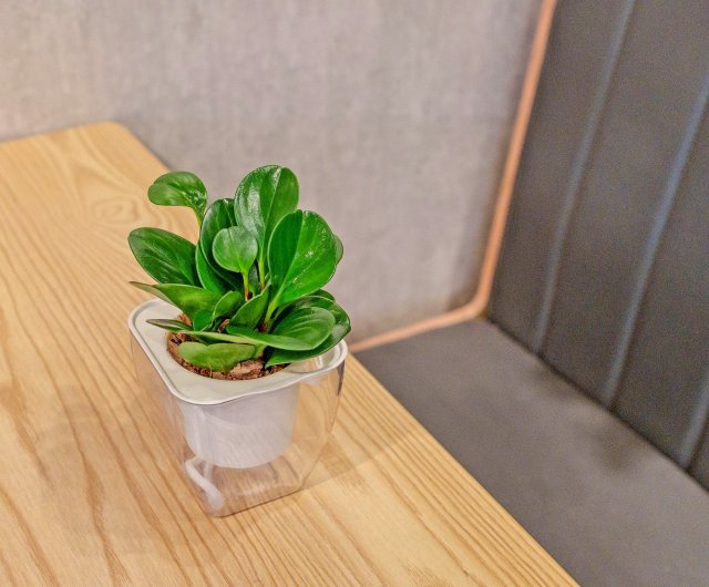 植物 フラワーポット 小型 鉢 アニマルポット シマウマ CHANTAL ZEBRA