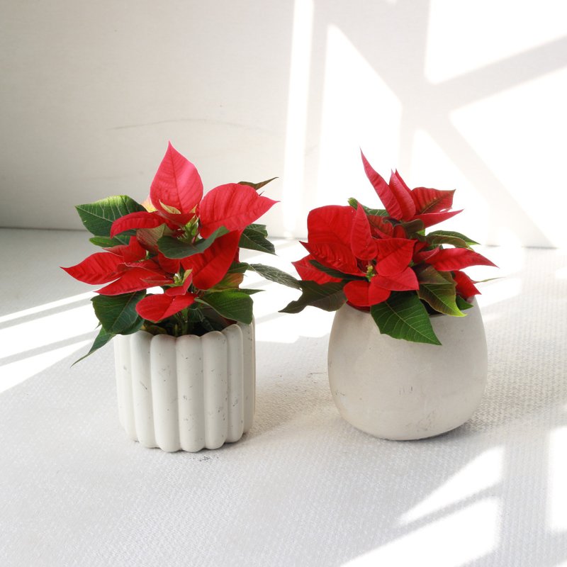 Planting potted plants l Christmas red two kinds of pots to choose table Christmas potted plants Ding Ding Dong - ตกแต่งต้นไม้ - ปูน 