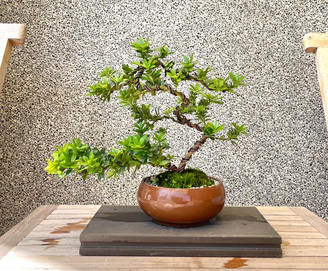 小品盆栽-珍珠羅漢松送禮開幕野趣小品盆栽Rustic Charm Bonsai｜植栽/盆栽人氣榜- Pinkoi