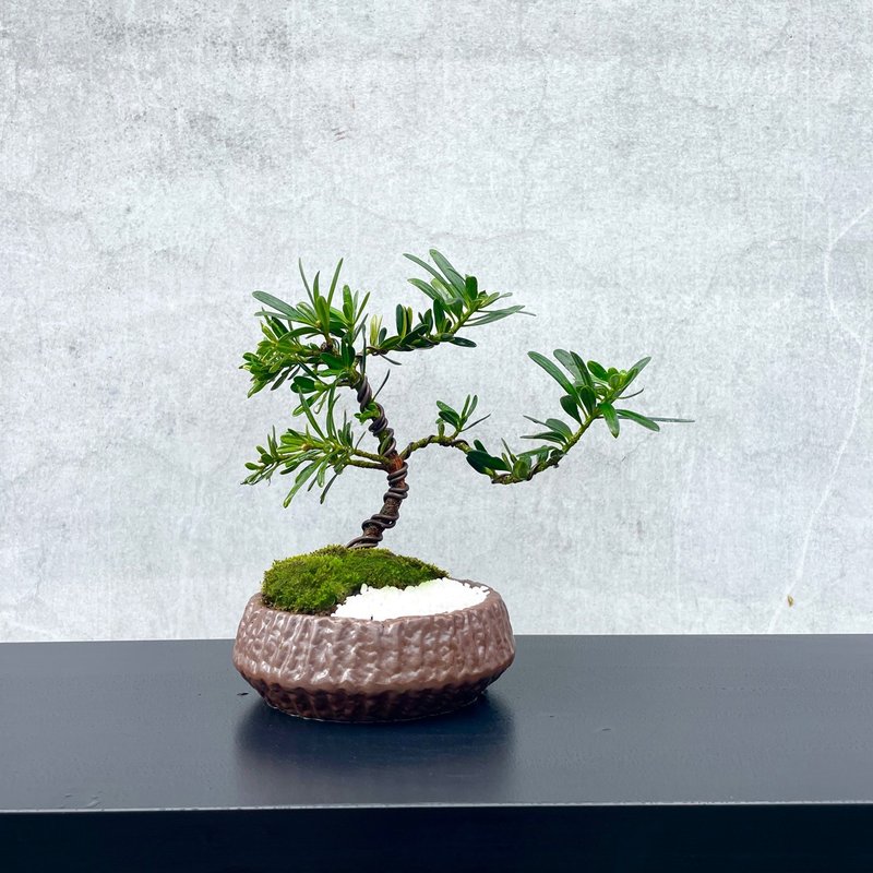 小品盆栽-晶鑽羅漢松 送禮 開幕 - 盆栽/植栽 - 植物．花 