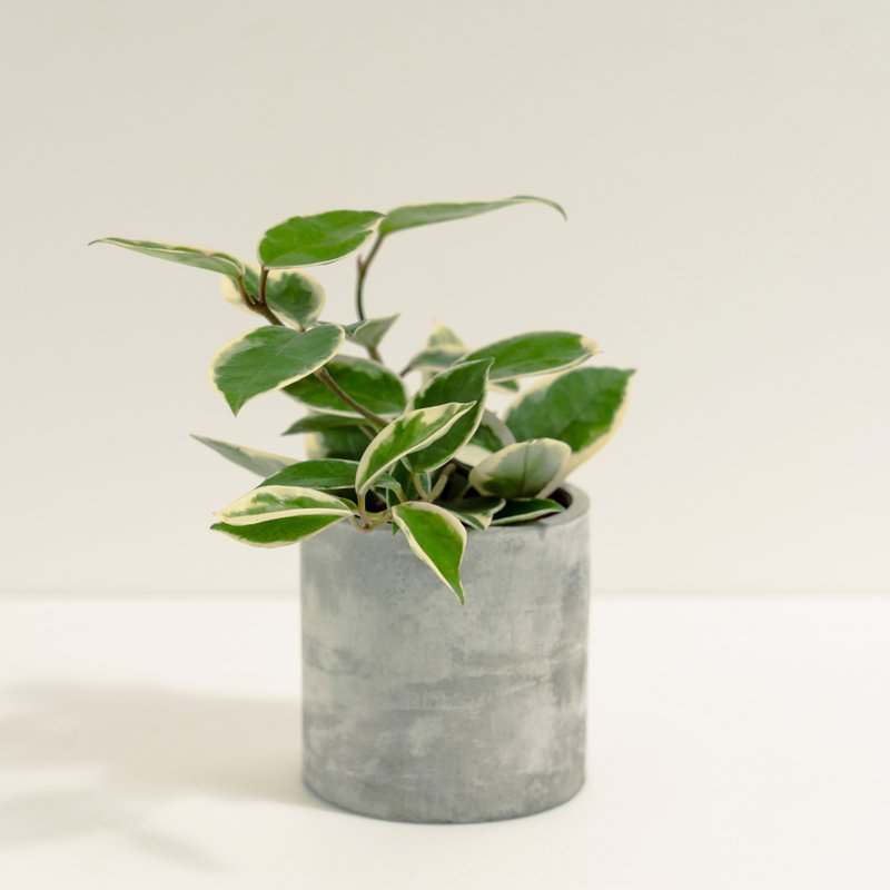 斑葉球蘭│泥作系列│福所栽 - 盆栽/植栽 - 水泥 黃色