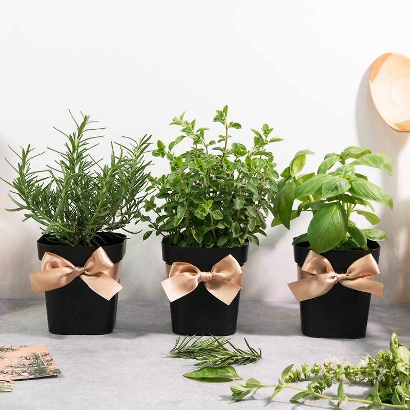 Fragrant Marjoram/Ocean Mist Rosemary/Sweet Basil_Cooking Herb Combination (3 Pots) - Plants - Plants & Flowers 