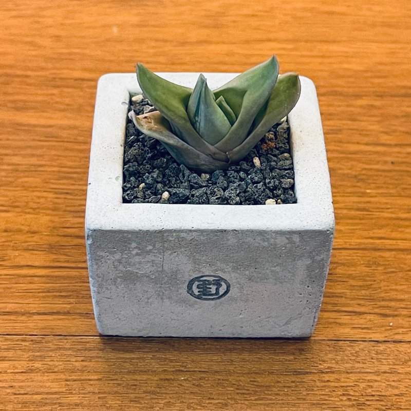 【野草は野草にあらず - 期間限定販売】イソマツニシキ / 中方鉢 - 観葉植物 - 寄せ植え・花 グリーン