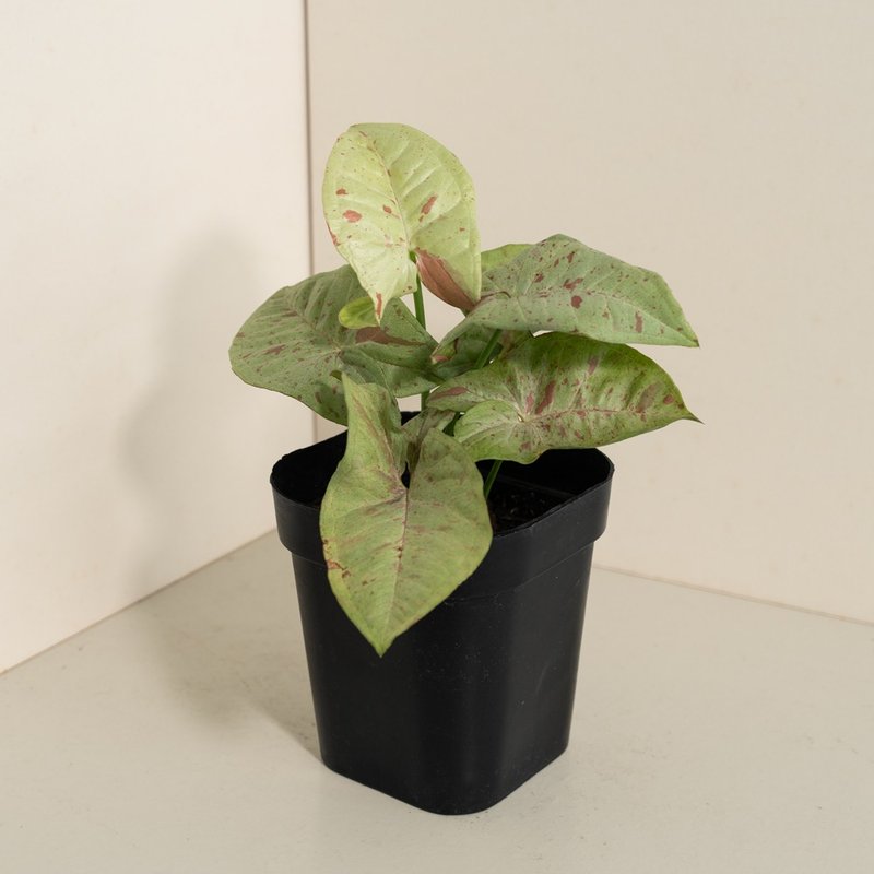 Milk 牛奶紙屑合果芋 - 盆栽/植栽 - 植物．花 