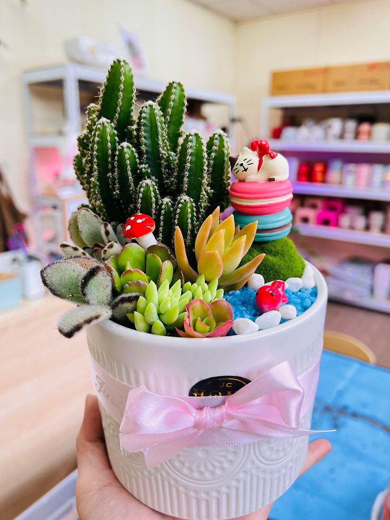 The first choice for Valentine's Day gifts is succulent pots, wedding and birthday exchange gifts - ตกแต่งต้นไม้ - ปูน ขาว