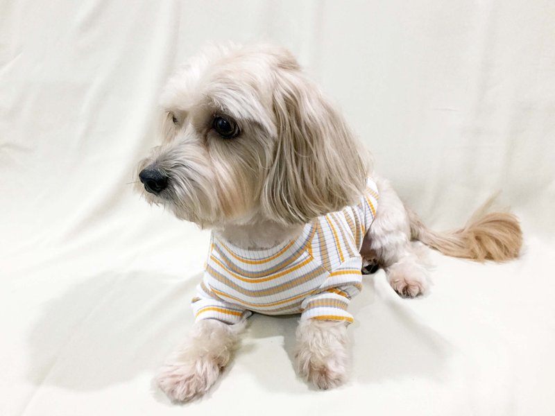 [Beard Tail] Embroidered Striped Sweater Pet Clothes-Yellow Vitality - ชุดสัตว์เลี้ยง - ผ้าฝ้าย/ผ้าลินิน สีเหลือง