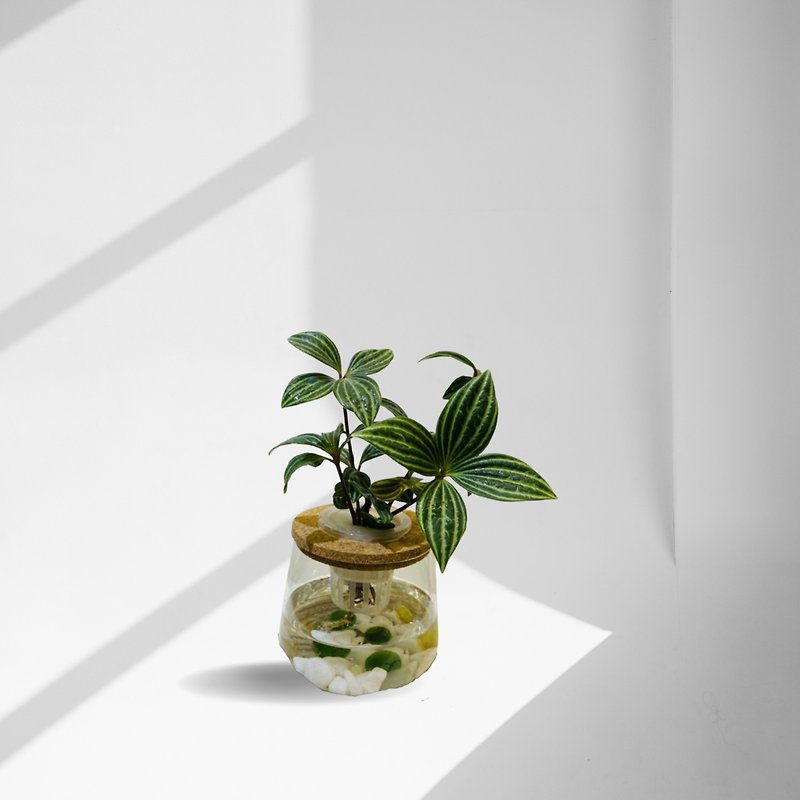 スポットシダ美容植栽屋内ネット美容植栽オフィス水耕栽培植物 + 湾曲した透明ガラスボトル - 観葉植物 - 寄せ植え・花 