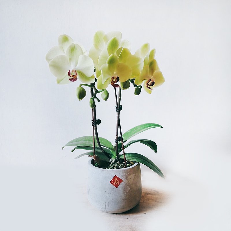 green mustard orchid - Plants - Plants & Flowers 