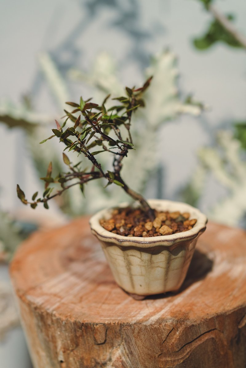ミニミニチュア葛の小さな鉢植え日本の木ミニ形の鉢植えグリーン植物 - 観葉植物 - 寄せ植え・花 グリーン