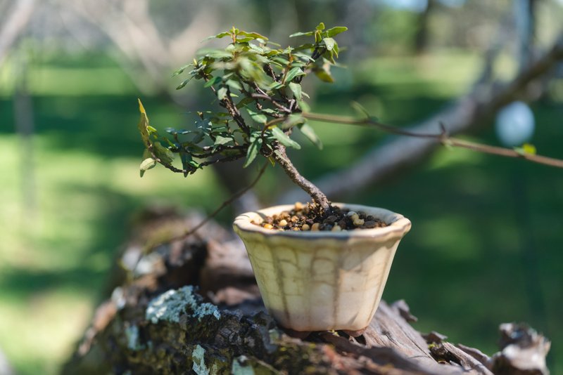 Mini miniature kudzu small potted Japanese tree mini shaped potted evergreen plant - ตกแต่งต้นไม้ - พืช/ดอกไม้ สีเขียว