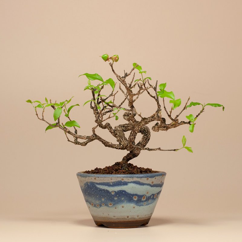 【花果植物】送禮推薦 迷你盆栽 居家生活 - 盆栽/植栽 - 植物．花 