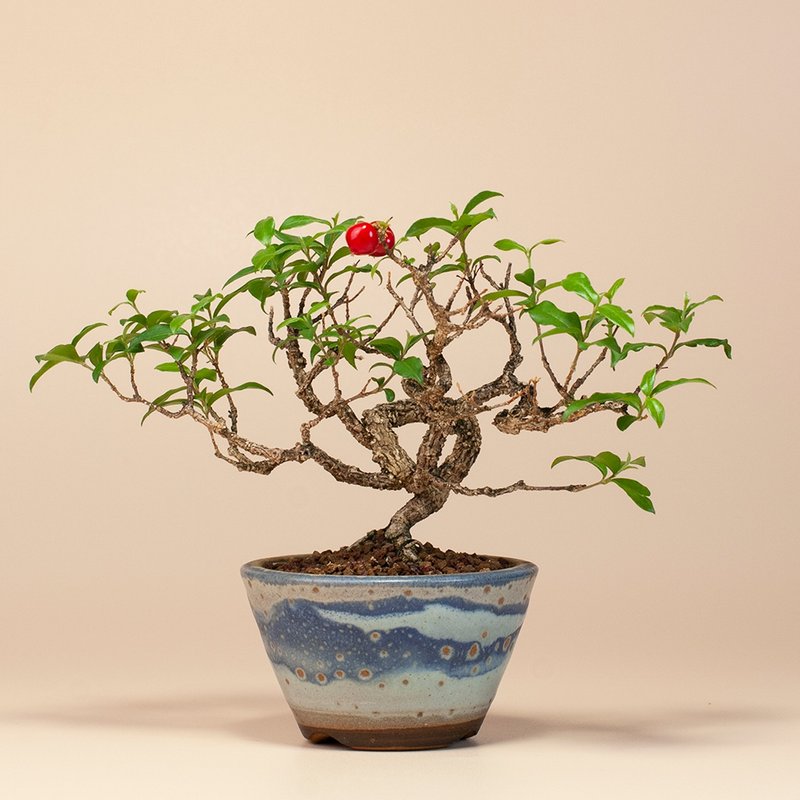 [Flowering & Fruiting Plants] Gift Recommendation Mini Potted Plant Home Living - ตกแต่งต้นไม้ - พืช/ดอกไม้ 