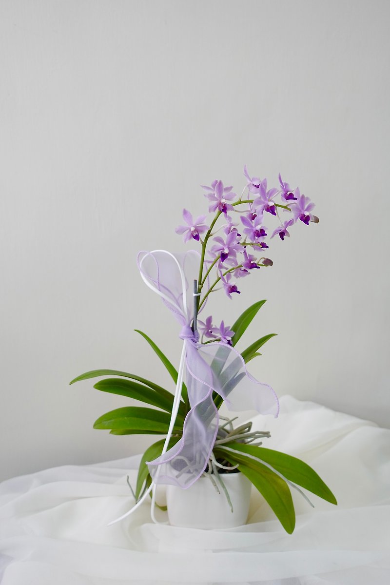 Orchid Potted Purple Shikibu Sketch Orchid Orchid Opening Ceremony Available for Self Pickup and Delivery