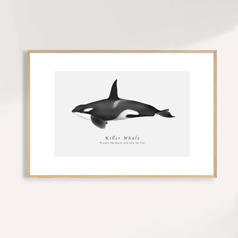 虎鯨 Killer Whale / 海洋動物插畫掛畫 / 藝術無框輸出 - 海報/掛畫/掛布 - 紙 