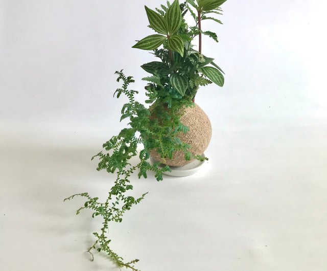 ブルーシダ3製品の組み合わせ植栽モスボール ショップ Friendrabbit 観葉植物 Pinkoi ブルーシダ3製品の組み合わせ植栽モスボール ショップ Friendrabbit 観葉植物 Pinkoi