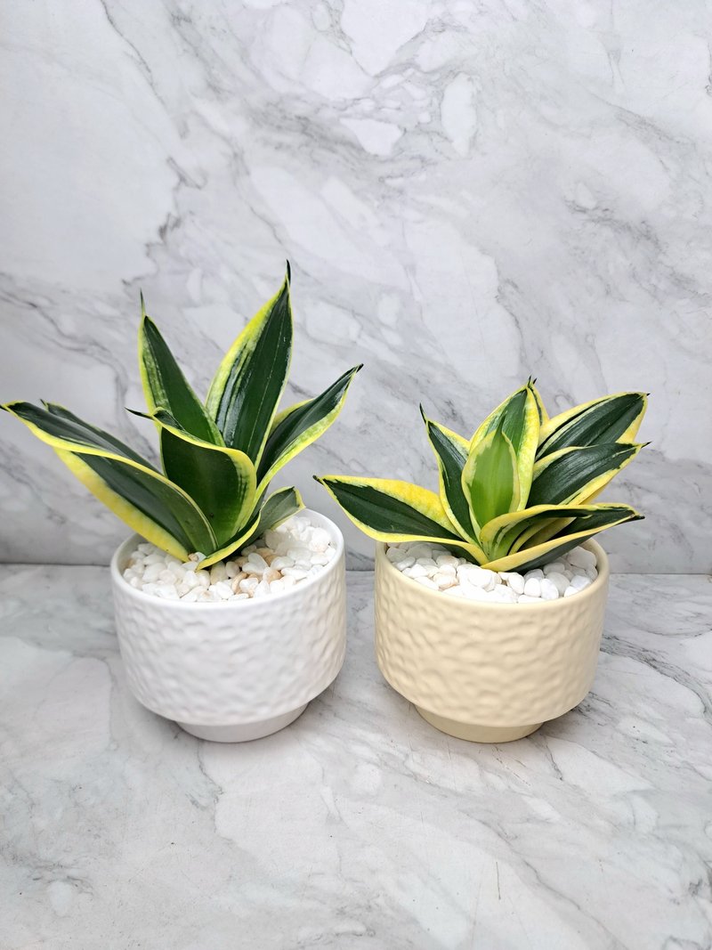 虎皮蘭 虎尾蘭 簡約 柔和 質感 禮盆 居家擺設 送禮盆栽 - 盆栽/植栽 - 瓷 白色
