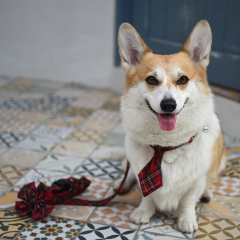 [ZAZAZOO] L-Line Plaid Tie - Without Collar - Collars & Leashes - Polyester Blue