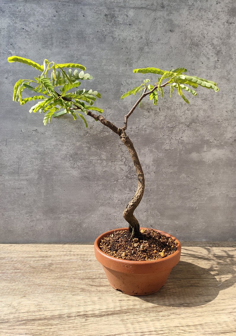 羅望子 - 盆栽/植栽 - 植物．花 