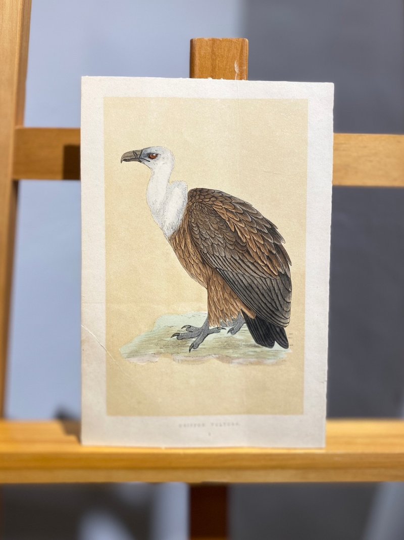 A History of British Birds 1864-Vulture-Hand-painted and colored engravings - โปสเตอร์ - กระดาษ สีนำ้ตาล