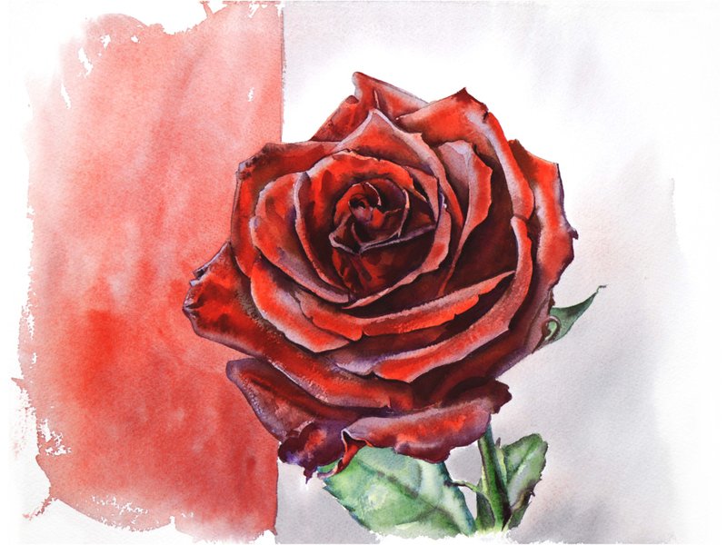 Red rose original watercolor painting by artist Irina Zhunaeva - 壁貼/牆壁裝飾 - 紙 紅色