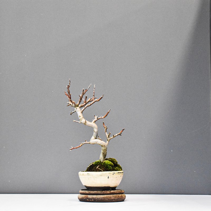 Plumleaf Crabapple | Bonsai Planet - ตกแต่งต้นไม้ - พืช/ดอกไม้ 