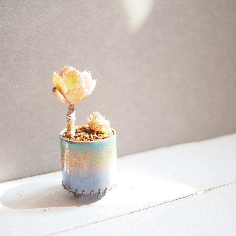 Mini Plant in Periwinkle琺瑯植栽系列-晨曦 │蕾絲公主 - 盆栽/植栽 - 琺瑯 多色